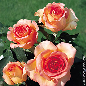 Schnittblume Rose Fantasia Mondiale bei Gartenbau Grtnerei Stoll in Karlsruhe Durlach