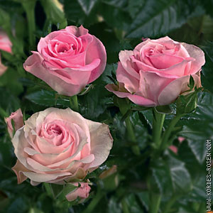 Schnittblume Rose Poetry bei Gartenbau Grtnerei Stoll in Karlsruhe Durlach